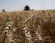 Noul aur negru: terenul agricol din SUA