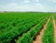 Prelungirea interdicţiei de vânzare a terenurilor agricole către străini nu poate fi realizată