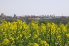 Alba neagra cu subvenţia pentru terenurile cu floarea-soarelui, rapiţă, soia şi porumb