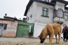 Ordonanta de guvern: daca nu renovezi casa, faci puscarie. Oficial guvernamental: cine nu are bani nu este obligat să stea într-o casă pe care nu şi-o permite