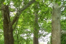 64.000 de arbuşti vor fi plantaţi în această iarnă în sectorul 6