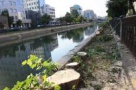 Bucurestiul va avea jardiniere cu ventilator pe malurile Dambovitei. Plus acoperisuri "verzi" la Universitatea Politehnica si Universitatea de Medicina