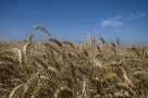Vreţi să vă vindeţi terenurile agricole? Nu vă grăbiţi. În Marea Britanie preţurile au ajuns la 17.500 euro/hectar şi continuă să crească