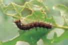 Tratamentul de combatere a atacurilor masive de Hyphantria Cunea