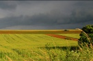 Terenurile agricole, un segment al pieţei imobiliare ţintit de investitorii străini