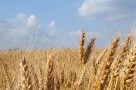 Cât mai costă hectarul de teren arabil în România
