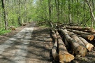 Despăgubiri în hectare de păduri – ultima variantă de a continua treaba Fondului Proprietatea