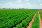 Prelungirea interdicţiei de vânzare a terenurilor agricole către străini nu poate fi realizată