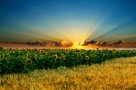 Străinii vor putea cumpăra terenuri agricole de la 1 ianuarie 2014, cu o singură condiţie