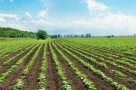 În trei săptămâni, străinii vor fi liberi să cumpere România agricolă