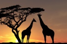 Top 10 – Cele mai mari ţări din Africa