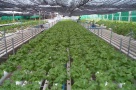 Agricultură fără pământ: noul concept de producţie agricolă a ajuns în România