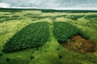 În România, se taie trei hectare de pădure în fiecare oră