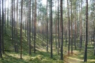 Terenul forestier: o investiție sigură și generatoare de profit imediat