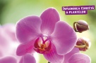 HORNBACH:   Orhideele se mențin în topul celor mai bine vândute flori ornamentale la ghiveci