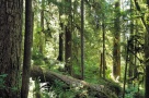 Ministrul Mediului: România ar putea găzdui un adevărat Yellowstone al Europei