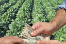 Îmbunătățiri notabile în agricultură: bani mai ușor de obținut, cu avantaje în fața distribuitorilor