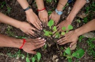 Românii, obligați să planteze copaci pentru fiecare clădire construită: se întâmplă în Ghimbav