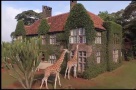 Hotelul cu girafe în curte: un altfel de boutique-hotel, în Africa