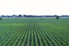 Pretul terenurilor agricole a scazut si cu 40% in campia de vest. Mai cumpara insa cineva?
