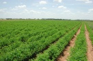 Continuă restituirea terenurilor agricole şi forestiere