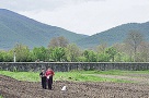 S-a dus vremea tunurilor in agricultura: preturile terenurilor mai cresc cu maxim 20% pe an. Cum comentati?